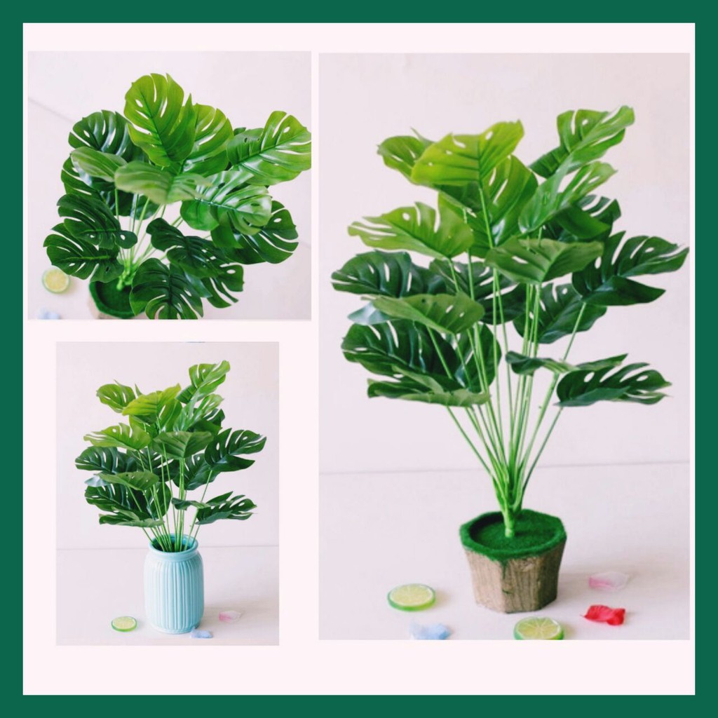 Artificial Plant Monstera  Fiddle Fig Plant Only Pokok  