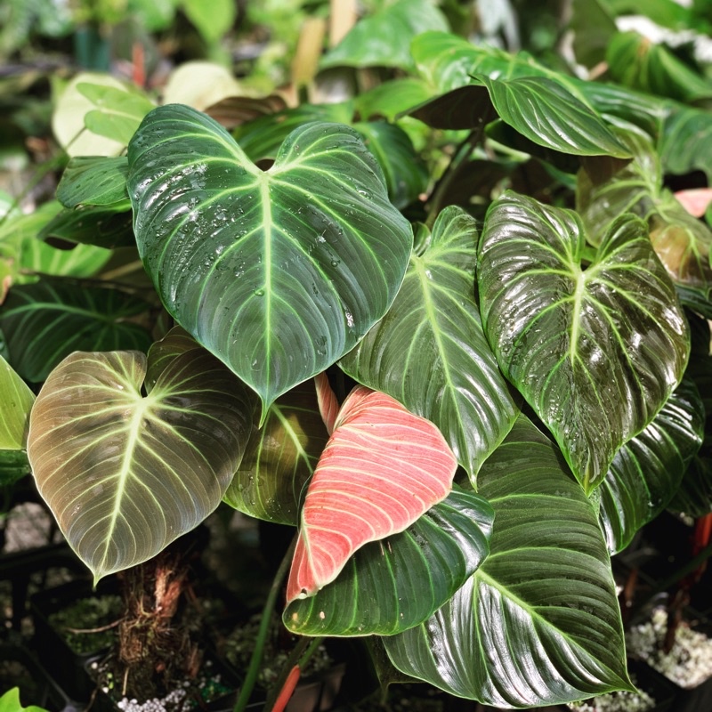 Philodendron El Choco Red奢华乔科蔓绿绒/small size