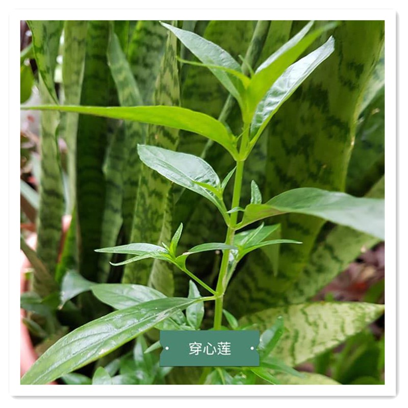 Buy 草药穿心莲种子蛇草green Chiretta Chireta Seeds Home Garden Chinese Herb Flower Seeds Seetracker Malaysia