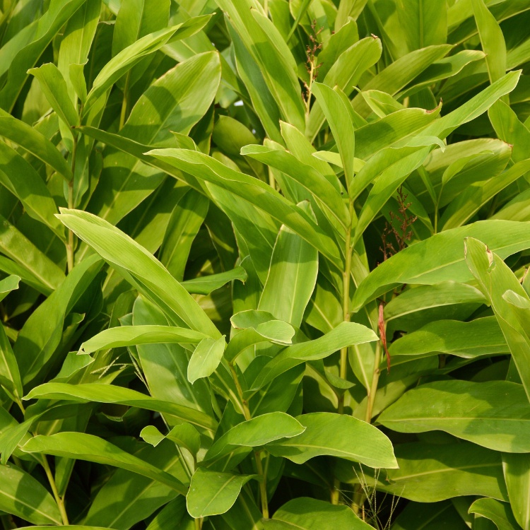 Lengkuas / Greater Galangal (Alpinia galanga) - Pokok Hidup / Live ...