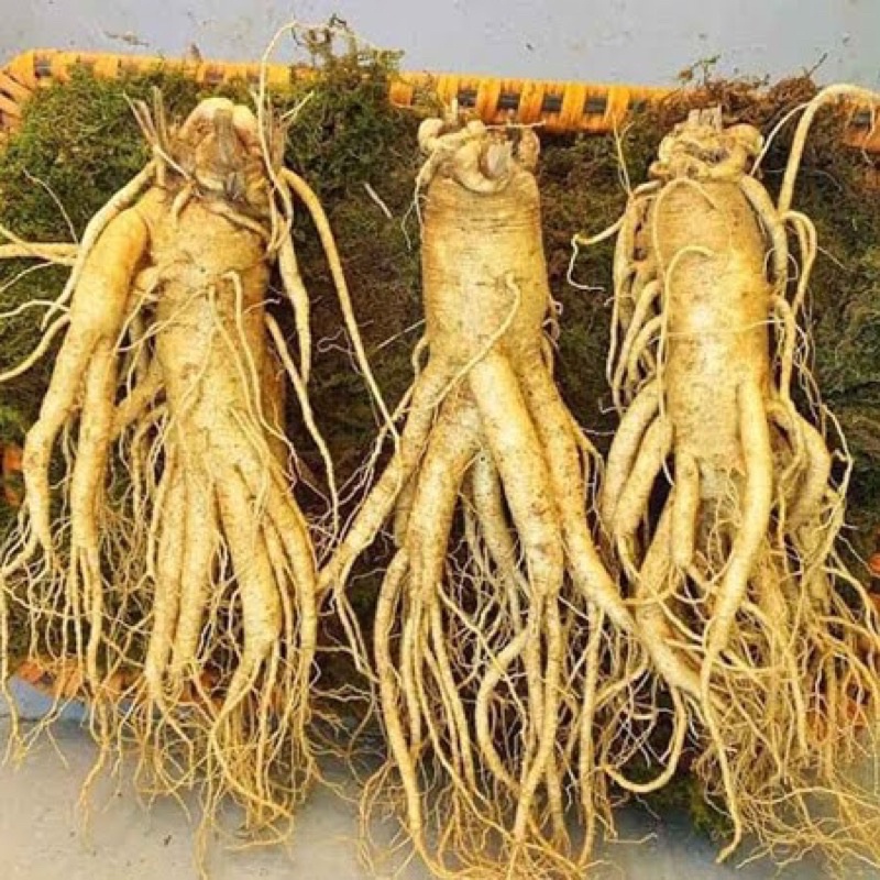 Korean Fresh Ginseng 3 Tubers 1kg Shopee Malaysia