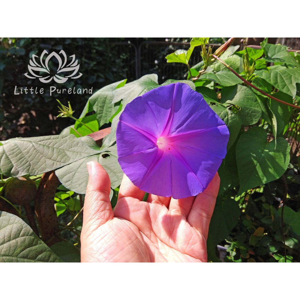 Buy Anak Pokok Bunga Seri Pagi Morning Glory 牵牛花 Seetracker Malaysia