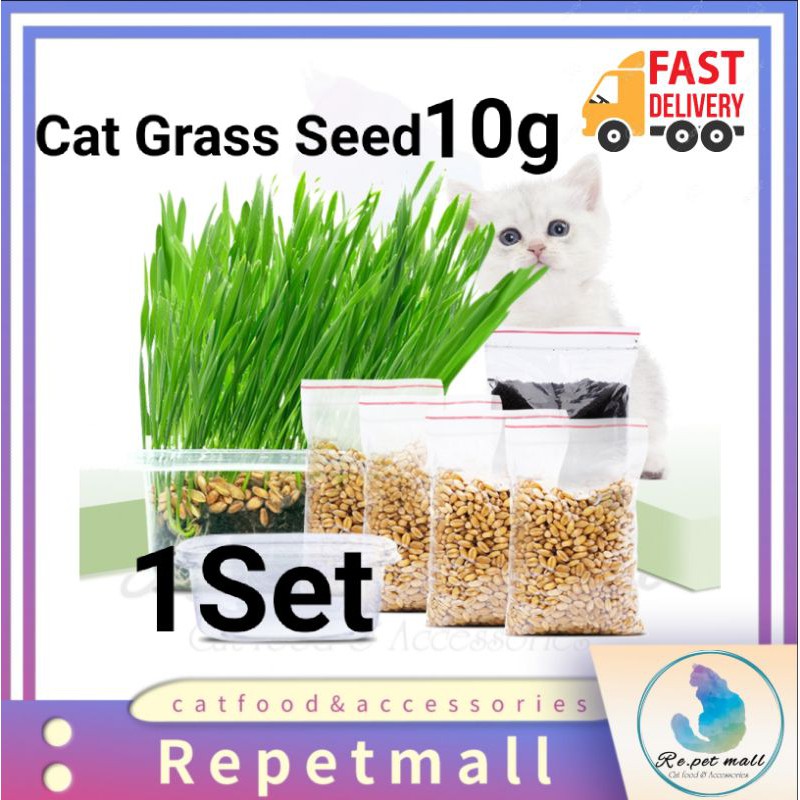 Cat Grass Seed 10gm / Benih Rumput Kucing 10gm/Catnip 1bag 2gm Shopee