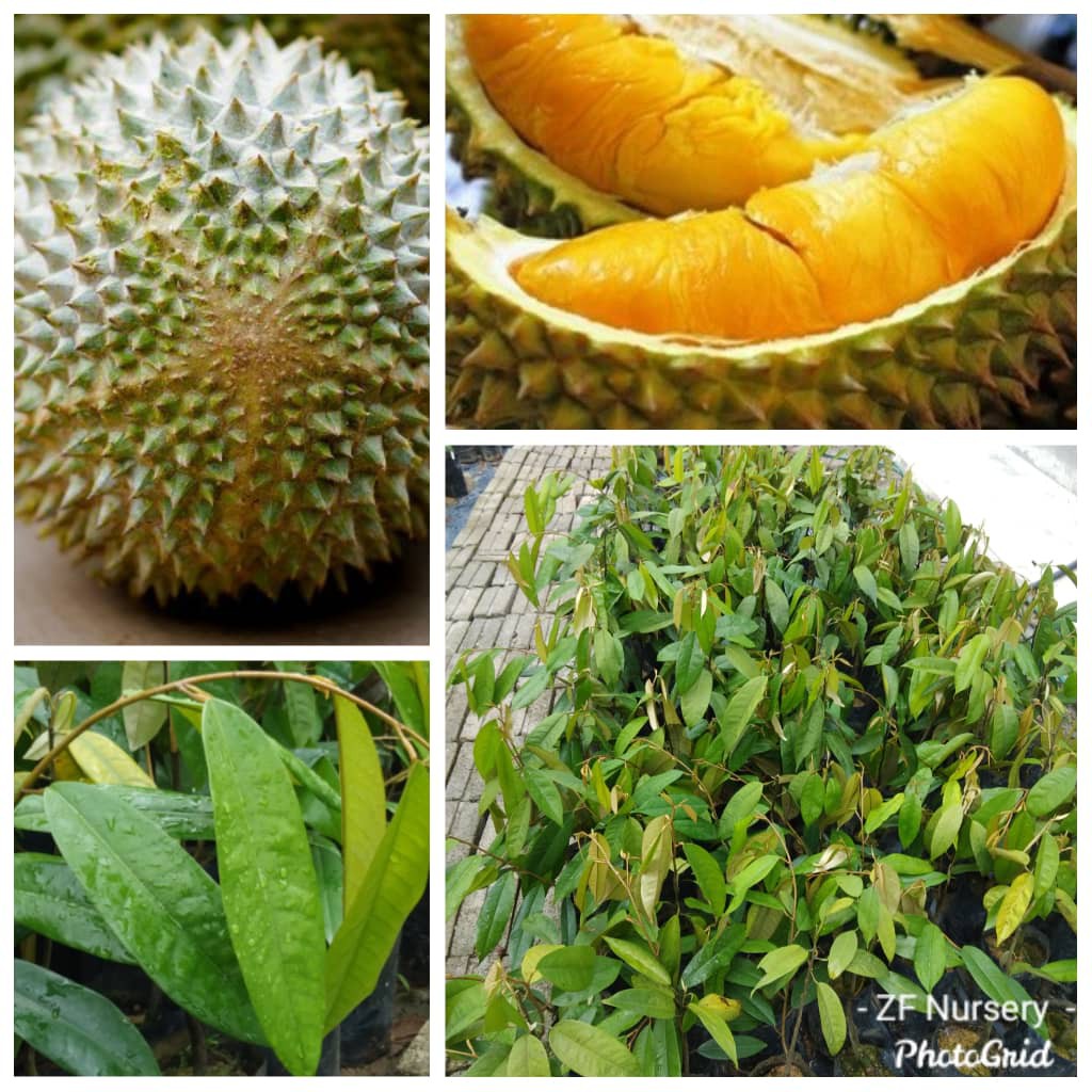 Anak Pokok Durian Musang King Cepat Berbuah Shopee Malaysia