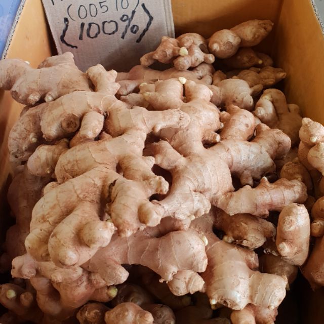 100 文冬姜 a Bentong Ginger Gred a 500g Shopee Malaysia