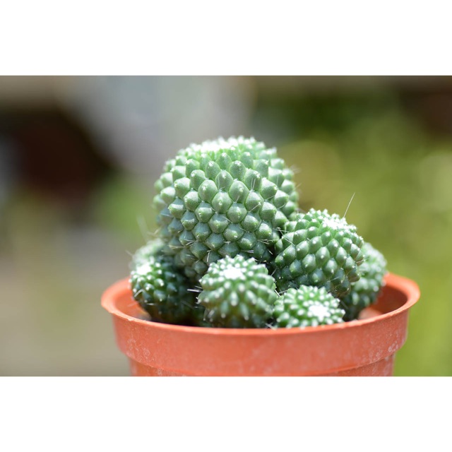 Cactus仙人掌 子吹奇隆丸mammillaria 5 5cm Pot