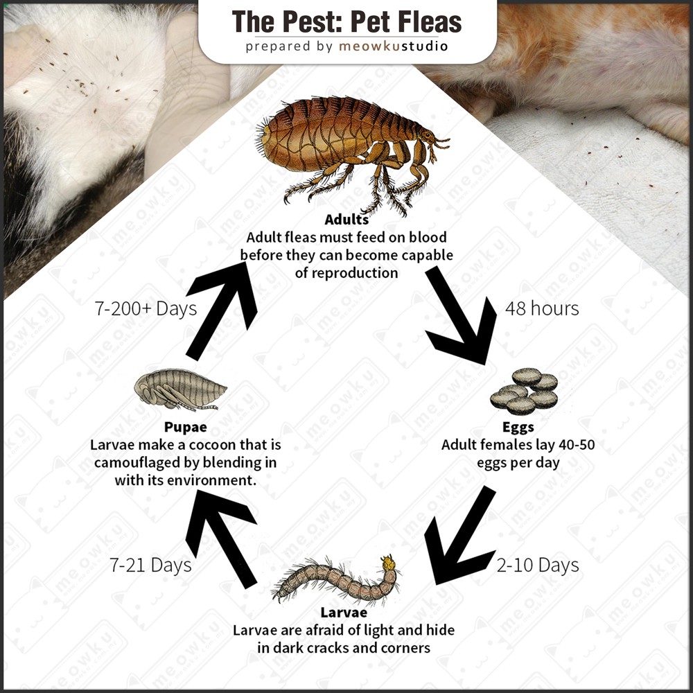 READY STOCK 🐱 Kolar Kucing Anjing Cegah Kutu (Anti-flea Collar Pet Ticks  Mites)