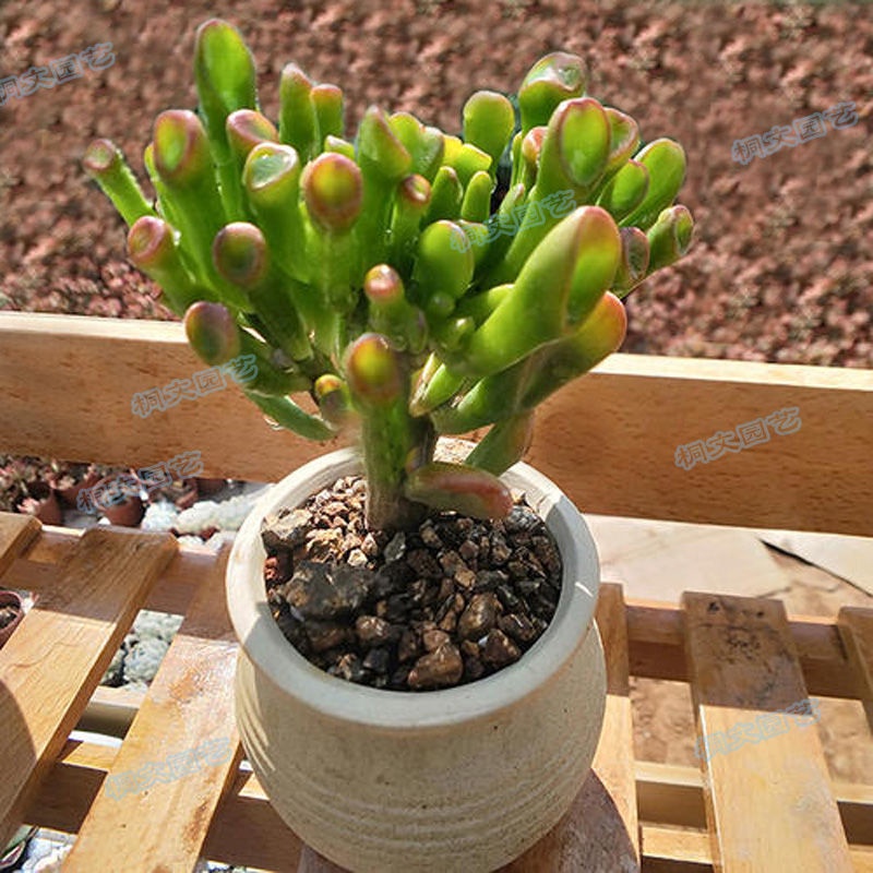 吸财树多肉又名筒叶花月大老桩趣味观叶型植物玉树卷马蹄角succulent Tree Also Known As Tube Leaf Flower Mon Shopee Malaysia