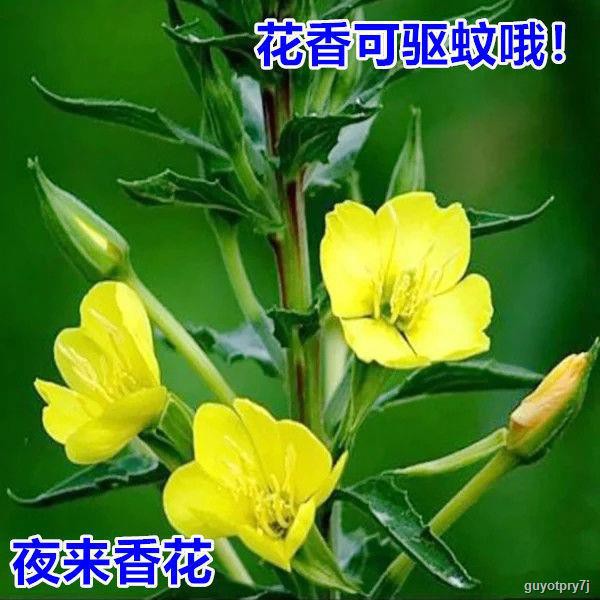 夜来香种子易种易活花种子黄色大花月见草种子驱蚊虫植物花卉种籽 7 6 Shopee Malaysia