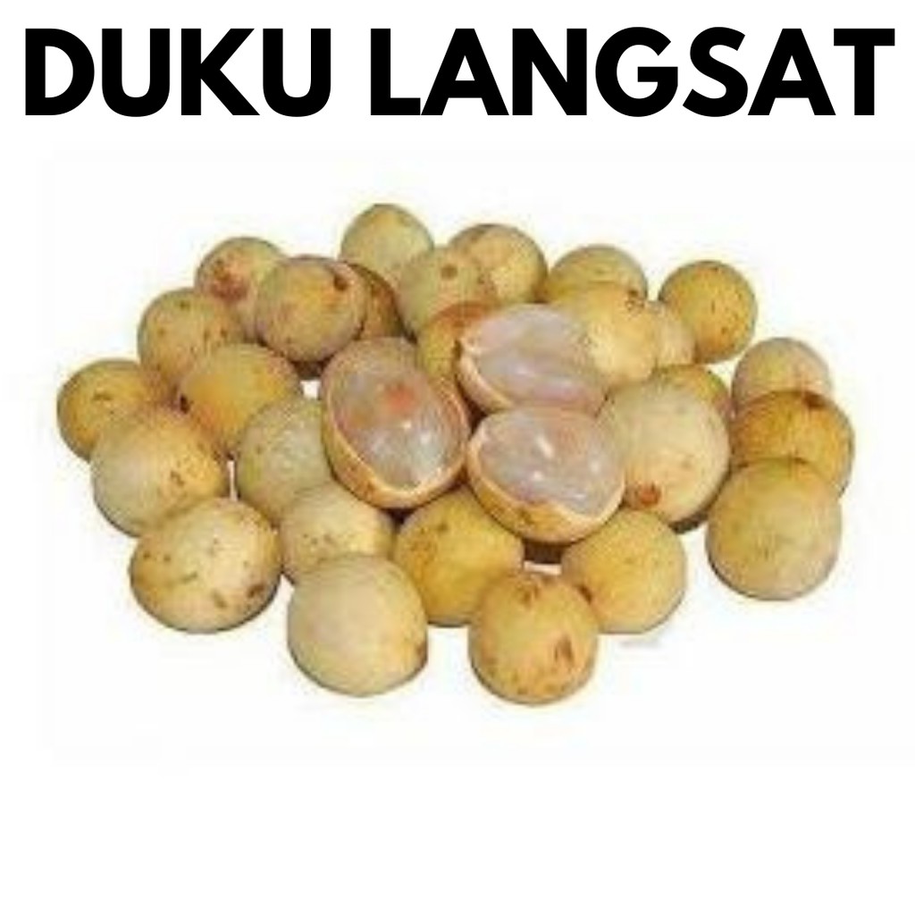 Duku Langsat  Dokong (1 pkt) Seasonal Fresh Fruits