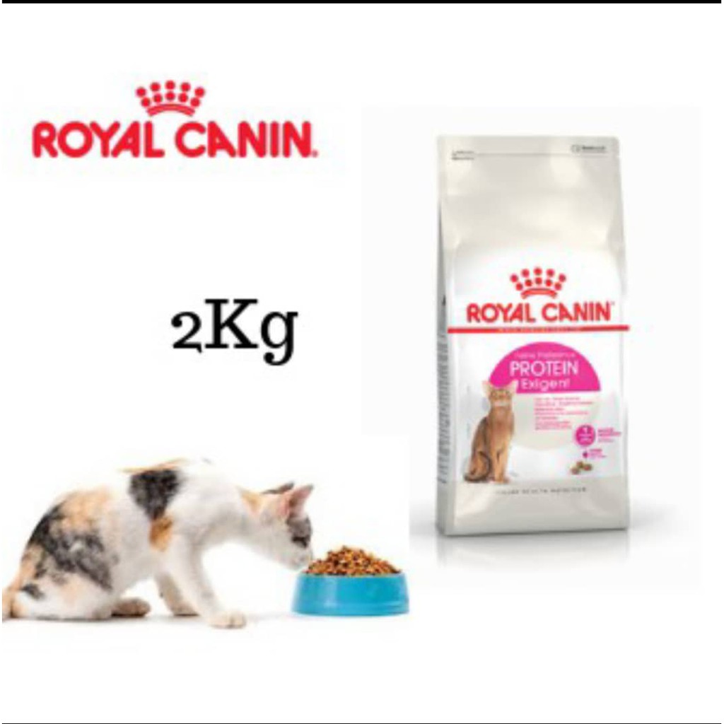 protein exigent royal canin