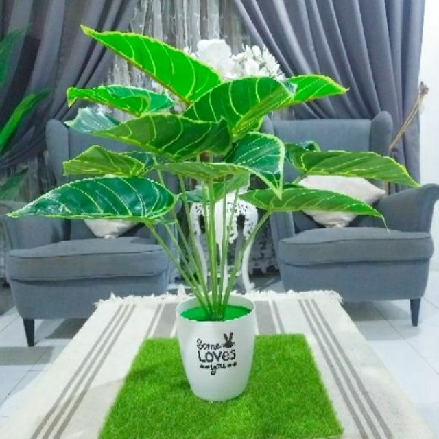 Pokok Keladi Viral Siap Pasu Shopee Malaysia
