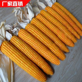 Popcorn Jagung Benih Pecah Biji Jagung Letupan, Jagung Kecil 