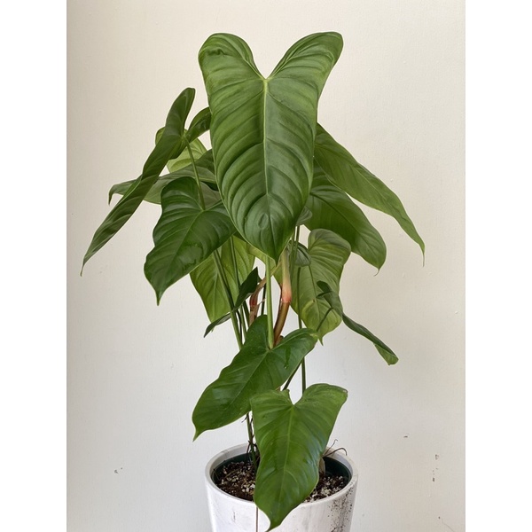Philodendron Oxapapense Rare Plant Shopee Malaysia