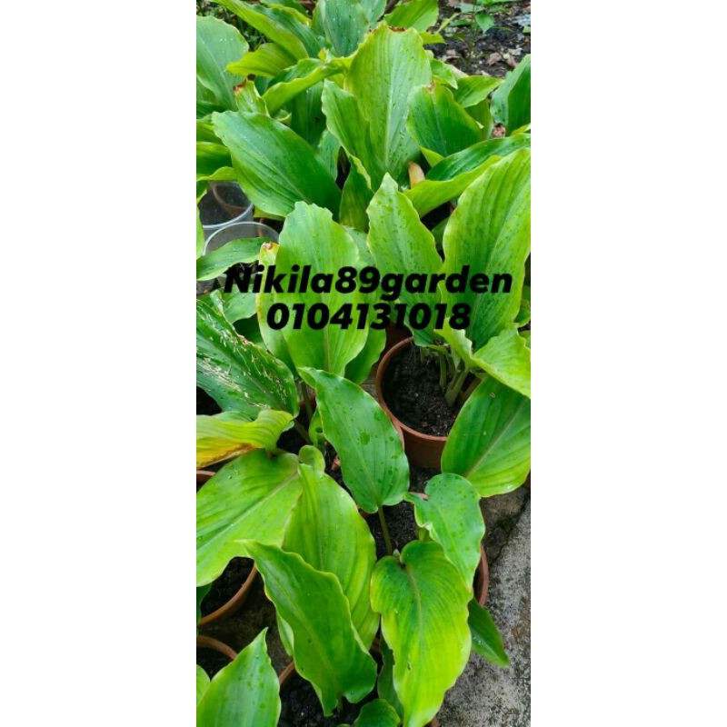 Pokok Kunyit Hitam Original Thai Pokok Seperti Gambar