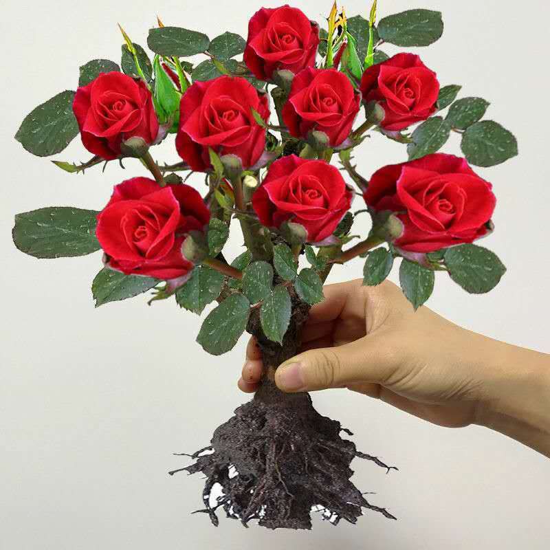 Benih Pokok Bunga Benih Anak Pokok Bunga Pokok Rose Bunga Rose Pokok Rak Pokok Bunga Pokok Bunga Ros Tanaman Pasu Bunga Shopee Malaysia