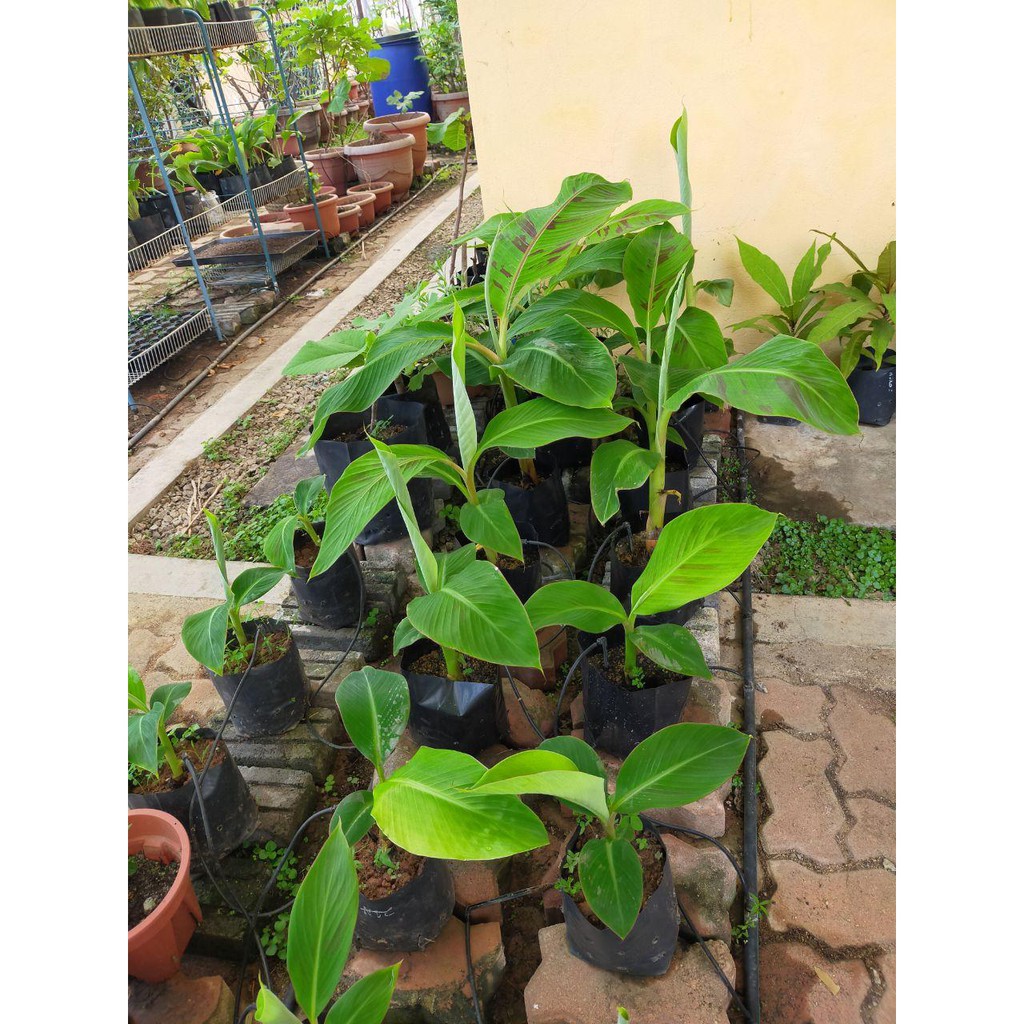 Anak pokok pisang tanduk dua pokok ready stock / benih pisang tanduk ...