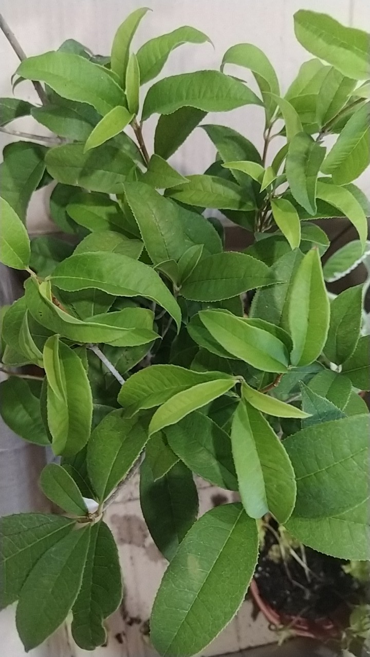 Sweet Osmanthus Plant Outdoor Flower Fragrance 桂花树室外植物 Shopee Malaysia