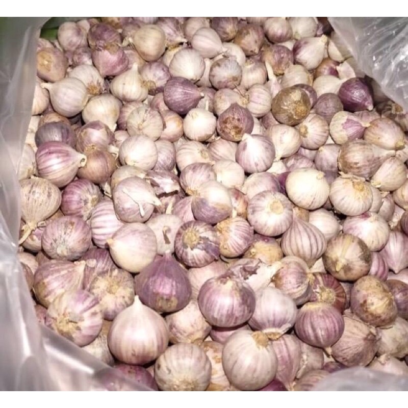 Buy Bawang Putih Tunggal Lanang 1kg Seetracker Malaysia