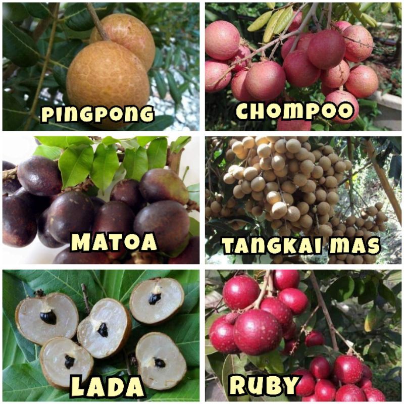 Buy Pokok Buah Longan Mata Kucing Matoa Kasai / Lada Ping pong 