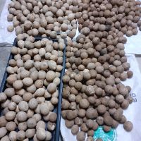 Buah kulim hutan ubat batu karang buah pinggang  Shopee 