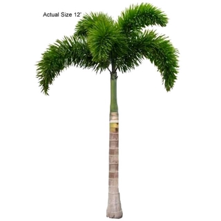 Palm Ekor Tupai Foxtail Palm Seeds Wodyetia Bifurcata Benih Pokok Pam Palm Shopee Malaysia