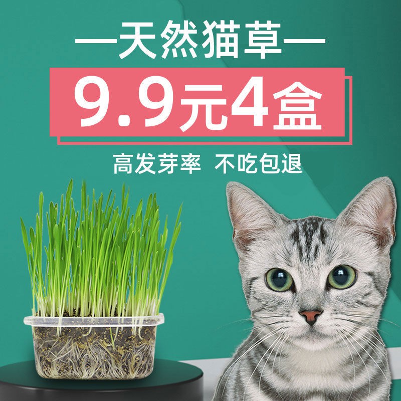 Biji Bola Rambut Rumput Kucing Set Snek Catnip Untuk Kucing猫草去毛球种子套装猫 薄荷零食猫咪去毛球化毛膏水培土壤种籽种植8apo3933vn6 Shopee Malaysia