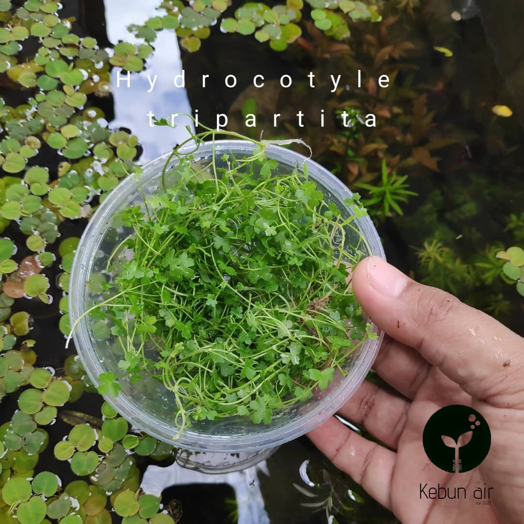 Wholesale Aquarium Plants Aquatic Plants Hydrocotyle Tripartita Japan Emersed Daun Darat