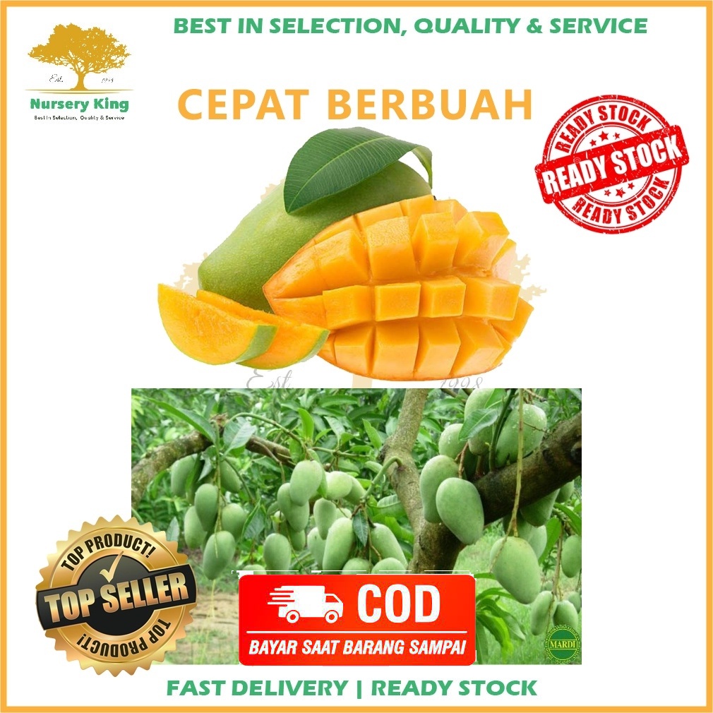 Buy Anak Pokok Pelam Mangga Thailand Maximum 4 Trees Each Parcel Harum Manis Chauk Anan Live Plant Pokok Hidup Seetracker Malaysia