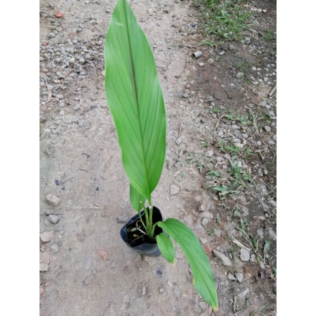 Anak pokok kunyit  putih Shopee Malaysia