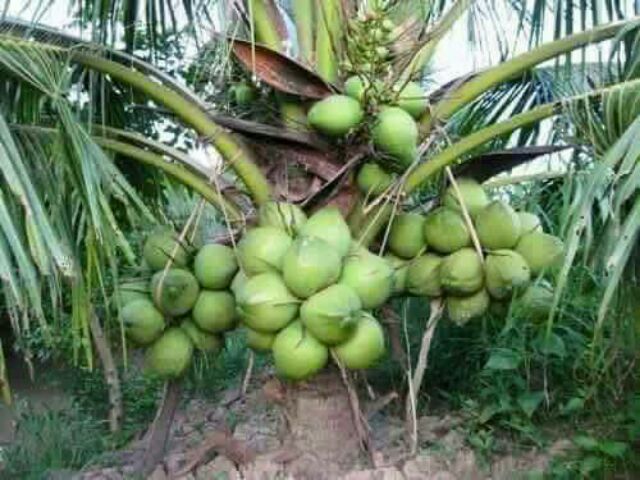 POKOK KELAPA PANDAN HYBRID /Hybrid coconut tree (pandan)