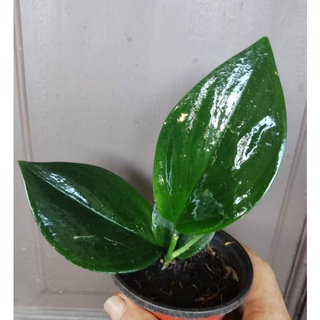 Buy Begonia Borneo Sp Limited Real Plant By Slthegreen Seetracker Malaysia