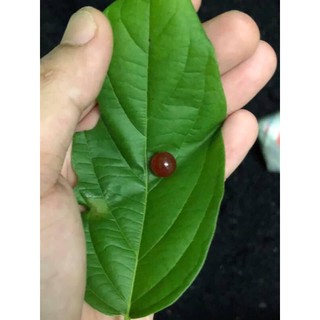Geliga Ikan Merah Asli Untuk Memancing Shopee Malaysia