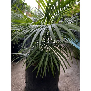 Palm Tree dalam polybag ( Besar ) / Java Palm | Shopee Malaysia