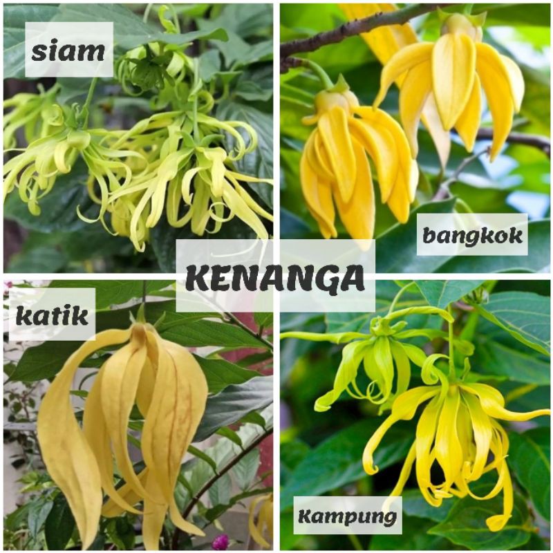 Restock Pokok Bunga Kenanga Kampung Siam Bangkok Katik Wangi Cempaka Chempaka Putih Shopee Malaysia