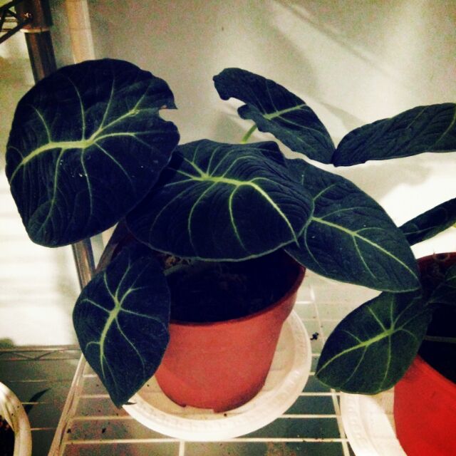 Alocasia black velvet indoor plant Shopee Malaysia