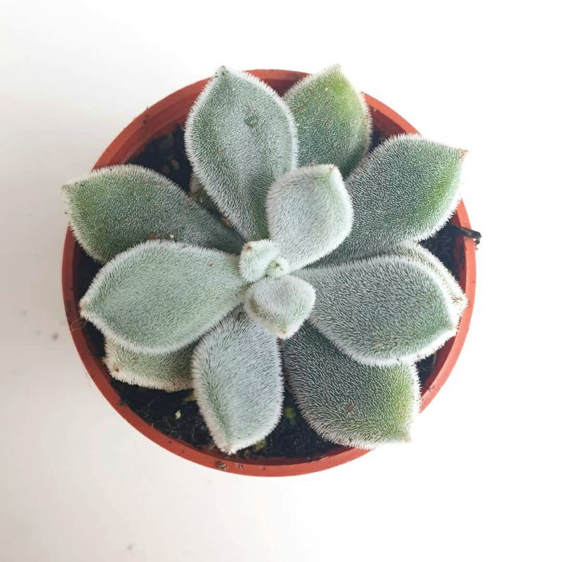 De Plants Succulent Echeveria Pulvinata Frosty 多肉 雪锦晃星direct From Cameron Highland Shopee Malaysia