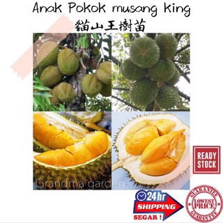 Buy Anak Pokok Musang King Seetracker Malaysia