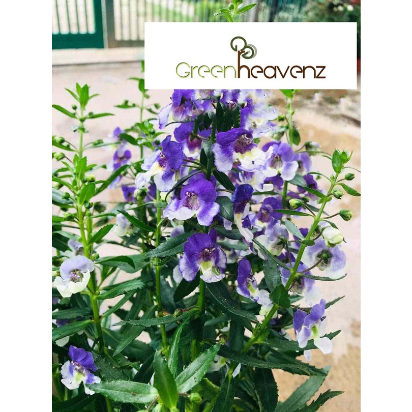 Buy Greenheavenz Angelonia Angustifolia Purple Stripe Flower Live Plant Pokok Bunga Angelonia 天使花 Seetracker Malaysia