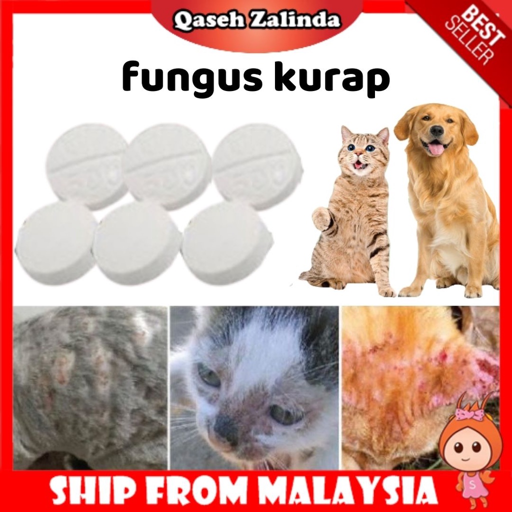 🔥PROVEN RESULT🔥 Ubat Fungus / Kurap Kucing u0026 Anjing. (Kitten 