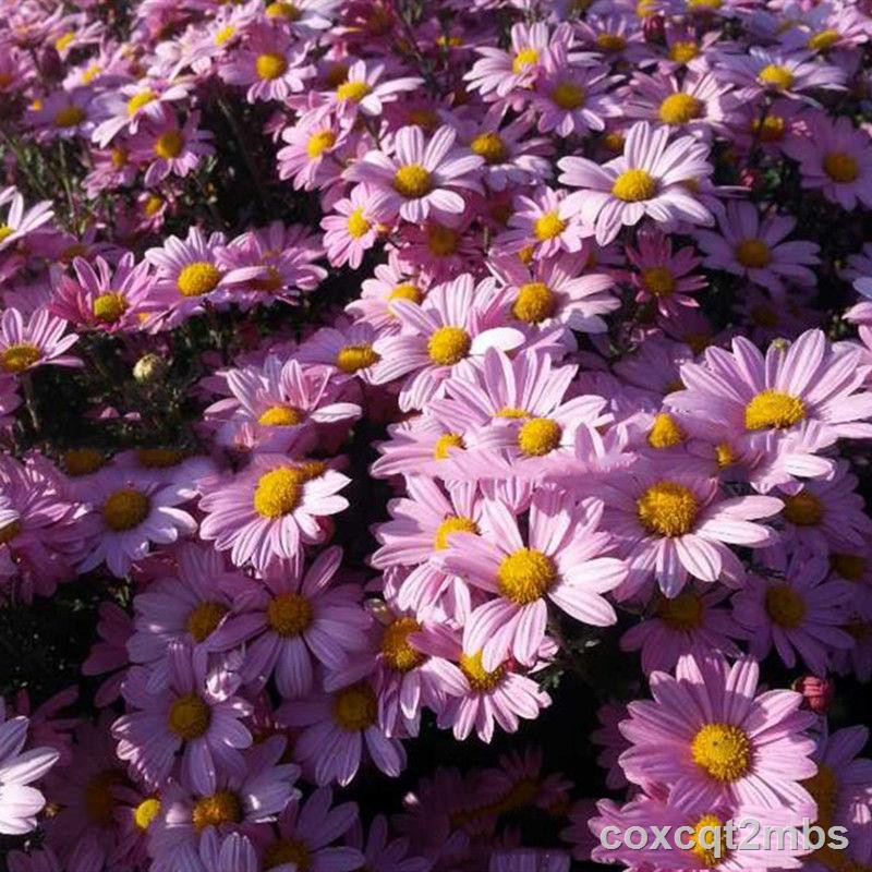 Flower Seeds 新品户外低矮花种多年生宿根植物地被菊四季开花春夏花卉庭院花草 Shopee Malaysia