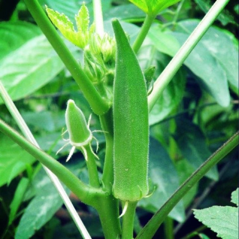 seeds BENDI HIJAU Hibrid biji benih senang tumbuh cepat berbuah ...