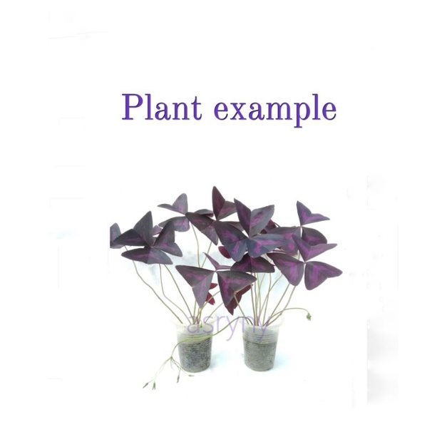 Purple Oxalis Triangularis flowers Bulbs for sale (1 Bulb/corm