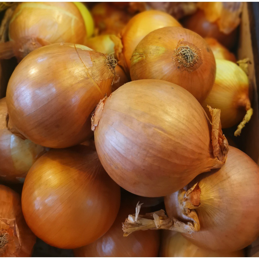 Buy BAWANG HOLLAND 1KG / HOLLAND ONION / 荷兰葱  SeeTracker Malaysia