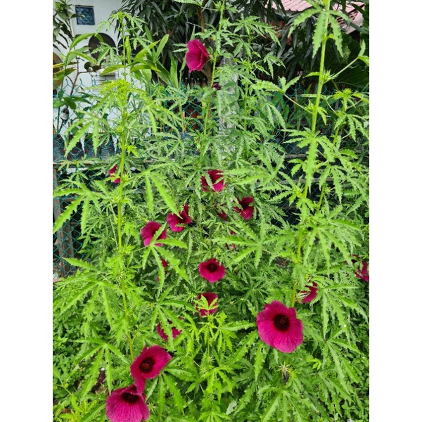 Buy Kenaf Hibiscus Cannabinus Pokok Bunga Raya Hutan Herba Seetracker Malaysia