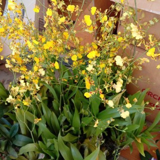 Buy Orkid Oncidium Dancing Lady Bunga Kuning Kecil Ready Stok Seetracker Malaysia