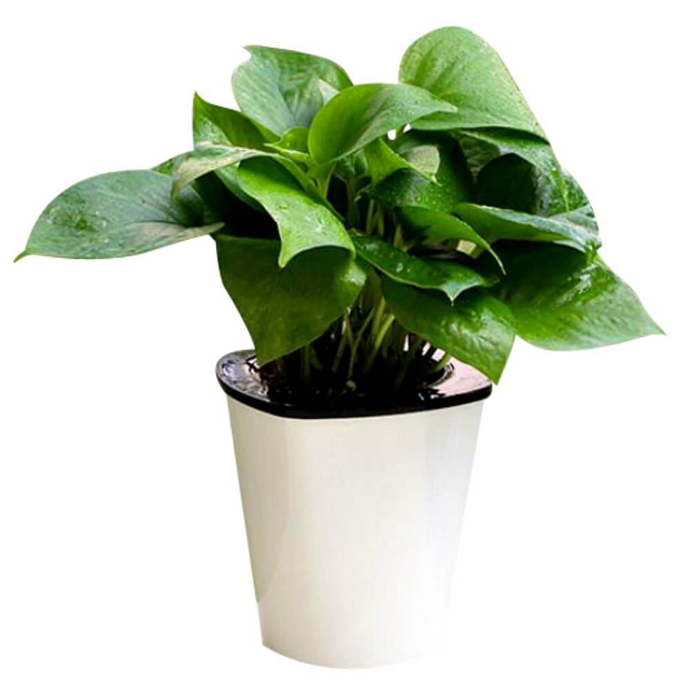 Small Self watering Pot  Hydroponic Flower Pot  Pasu 