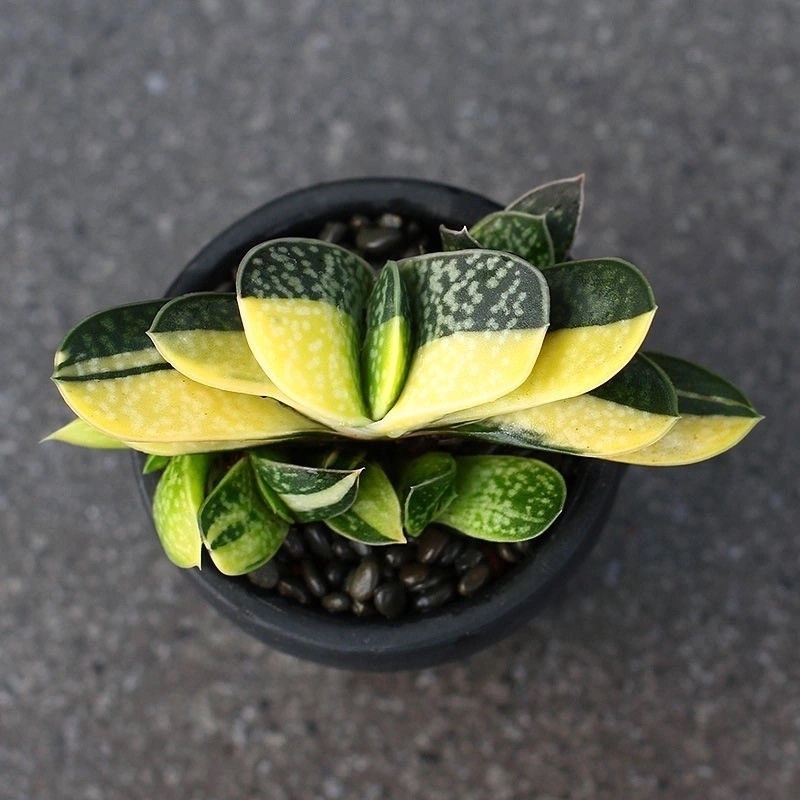 Succulent Plants 居家必备 金元宝 元宝花多肉植物子宝锦稀有盆栽花卉办公室防辐射芦荟绿植 Shopee Malaysia