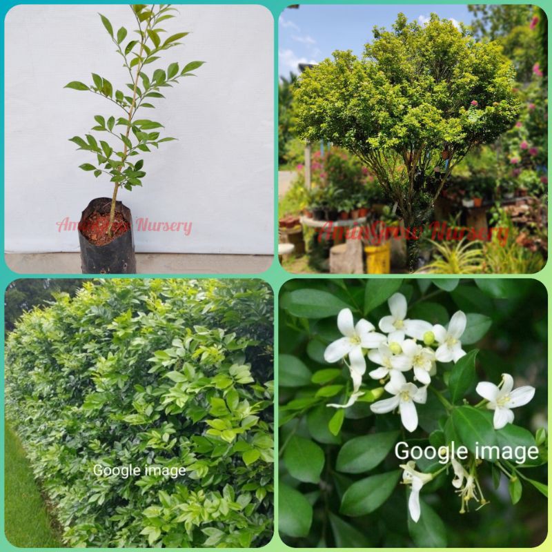 Amingrow Anak Pokok Sedap Malam Kemuning Orange Jessamine Murraya Paniculata Pokok Hiasan Shopee Malaysia