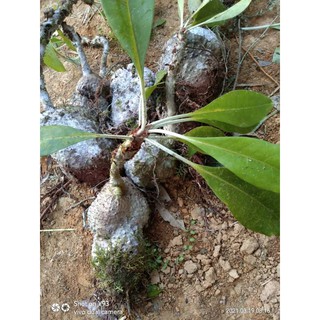 Buy Pokok Sarang Semut Papua Original Seetracker Malaysia